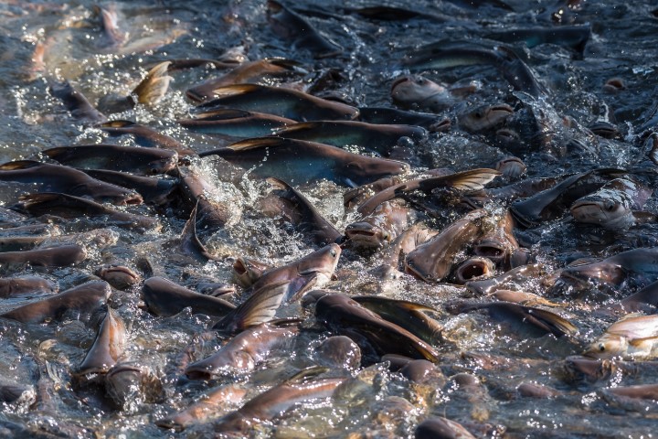 Detail Gambar Ikan Patin Berdiri Nomer 16