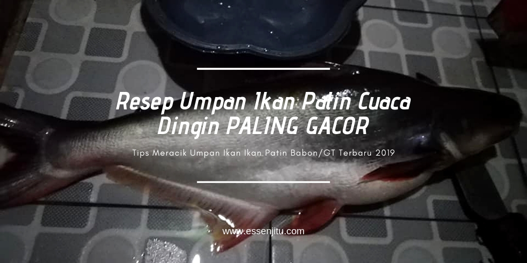 Detail Gambar Ikan Patin Berdiri Nomer 27