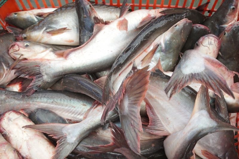 Detail Gambar Ikan Patin Berdiri Nomer 35