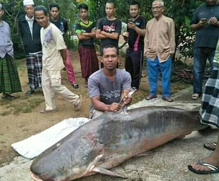 Detail Gambar Ikan Patin Besar Nomer 2