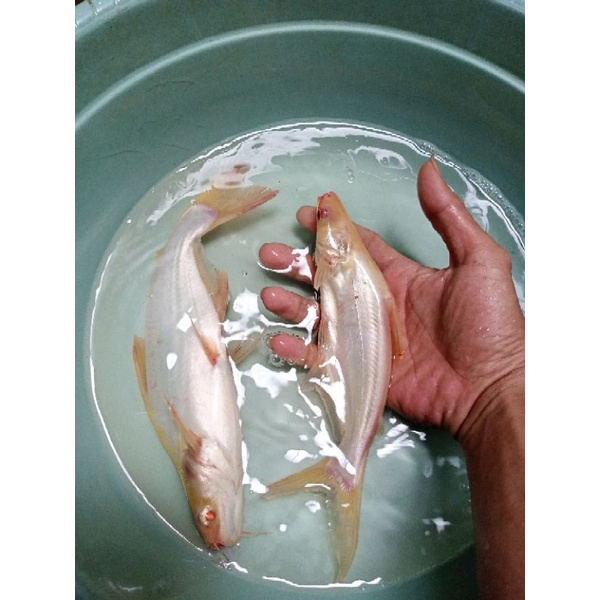 Detail Gambar Ikan Patin Besar Nomer 34