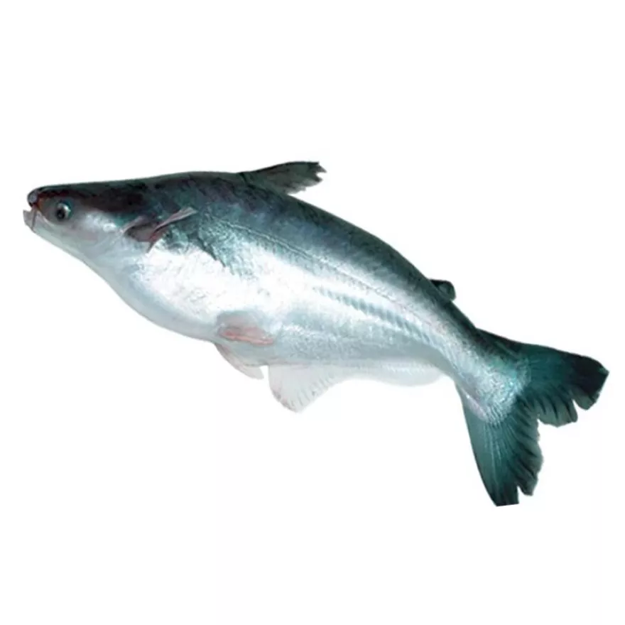 Detail Gambar Ikan Patin Besar Nomer 35