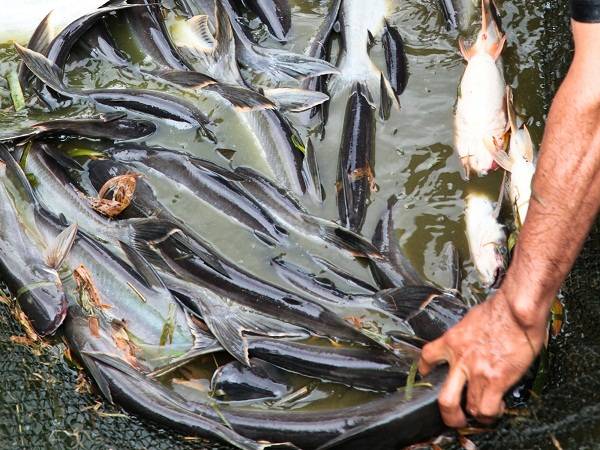 Detail Gambar Ikan Patin Besar Nomer 36