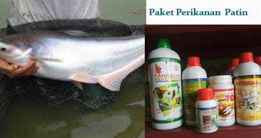 Detail Gambar Ikan Patin Besar Nomer 52