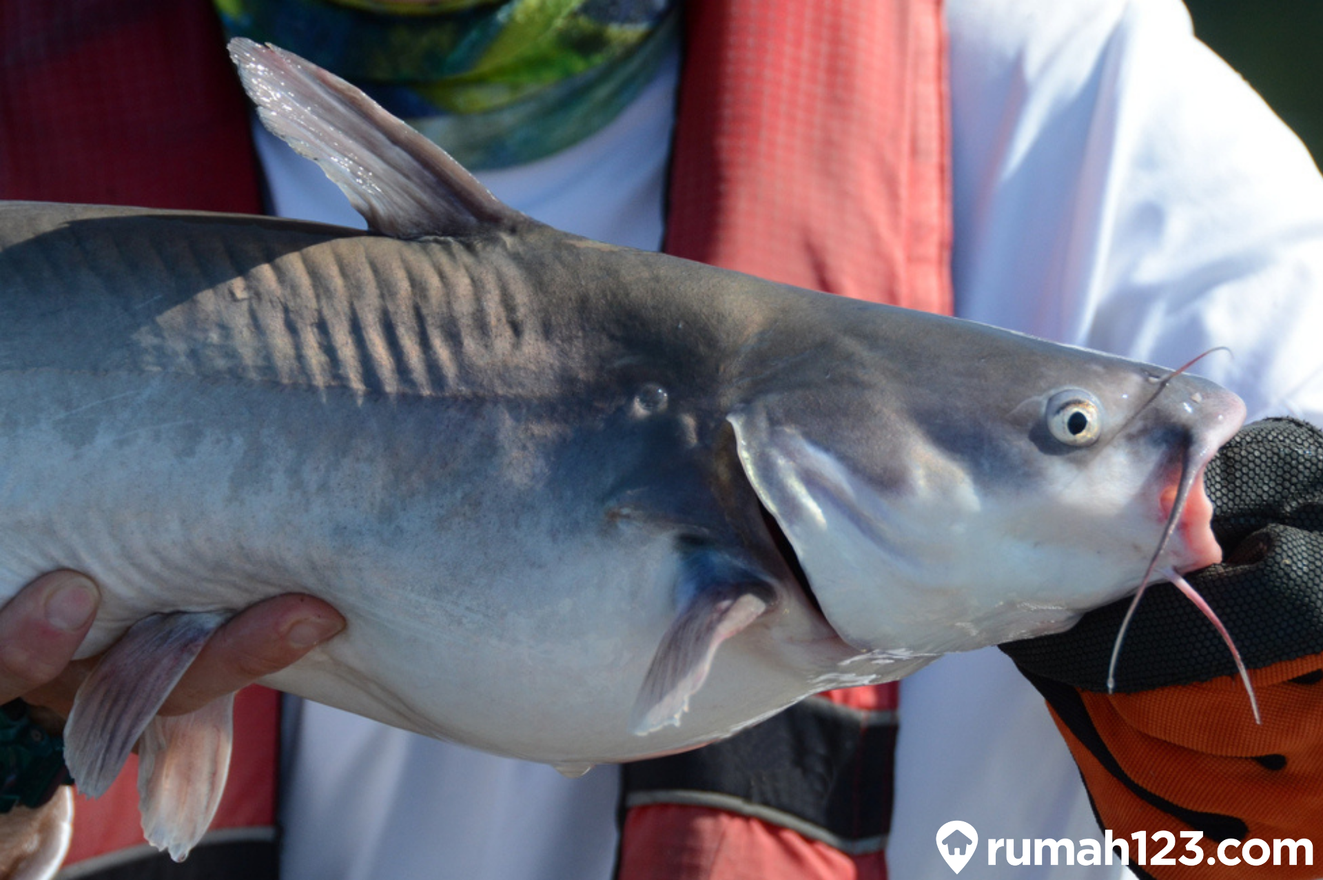 Detail Gambar Ikan Patin Besar Nomer 55