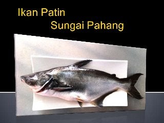 Detail Gambar Ikan Patin Buah Nomer 17