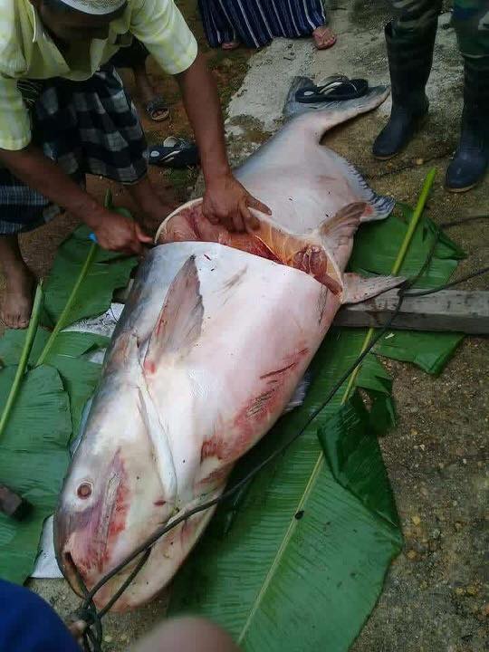 Detail Gambar Ikan Patin Buah Nomer 19