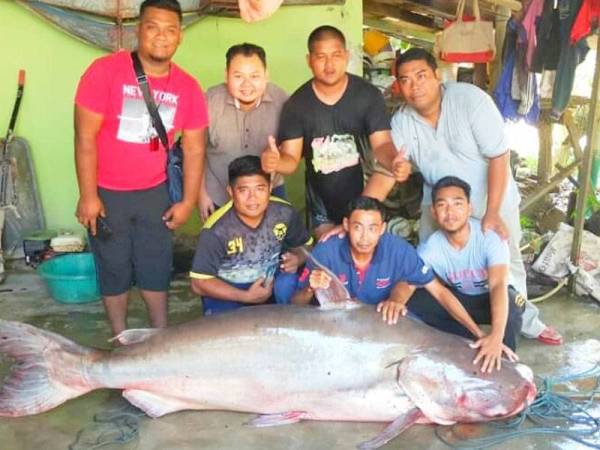 Detail Gambar Ikan Patin Buah Nomer 20