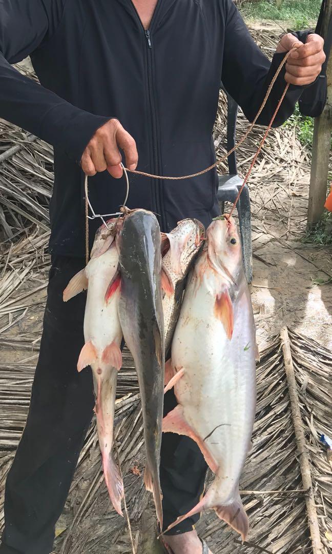 Detail Gambar Ikan Patin Buah Nomer 22