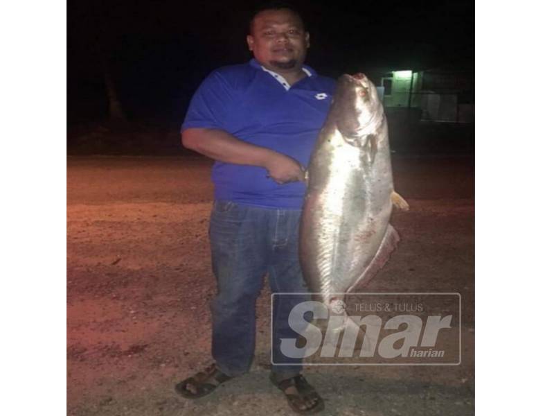 Detail Gambar Ikan Patin Buah Nomer 36