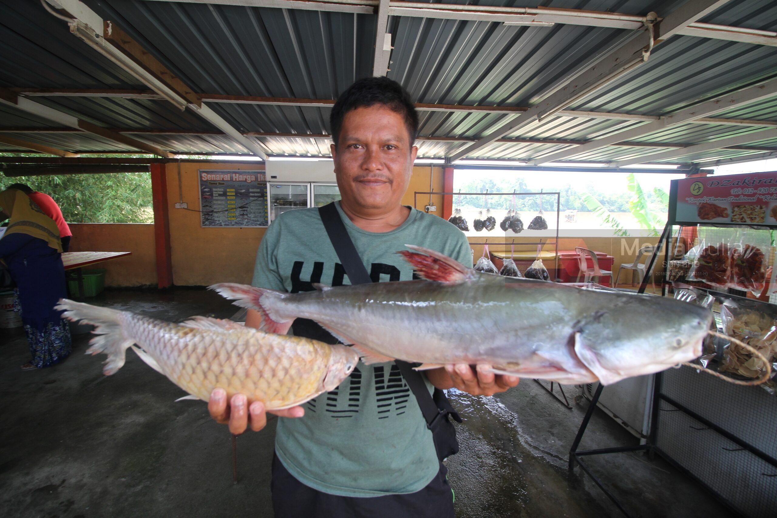 Detail Gambar Ikan Patin Buah Nomer 5