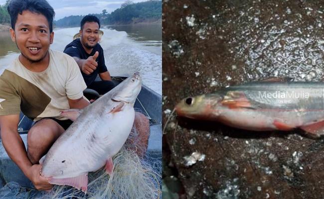 Detail Gambar Ikan Patin Buah Nomer 44