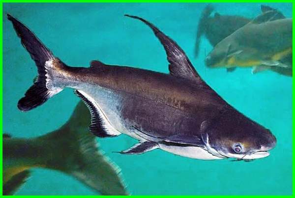 Detail Gambar Ikan Patin Hias Nomer 46