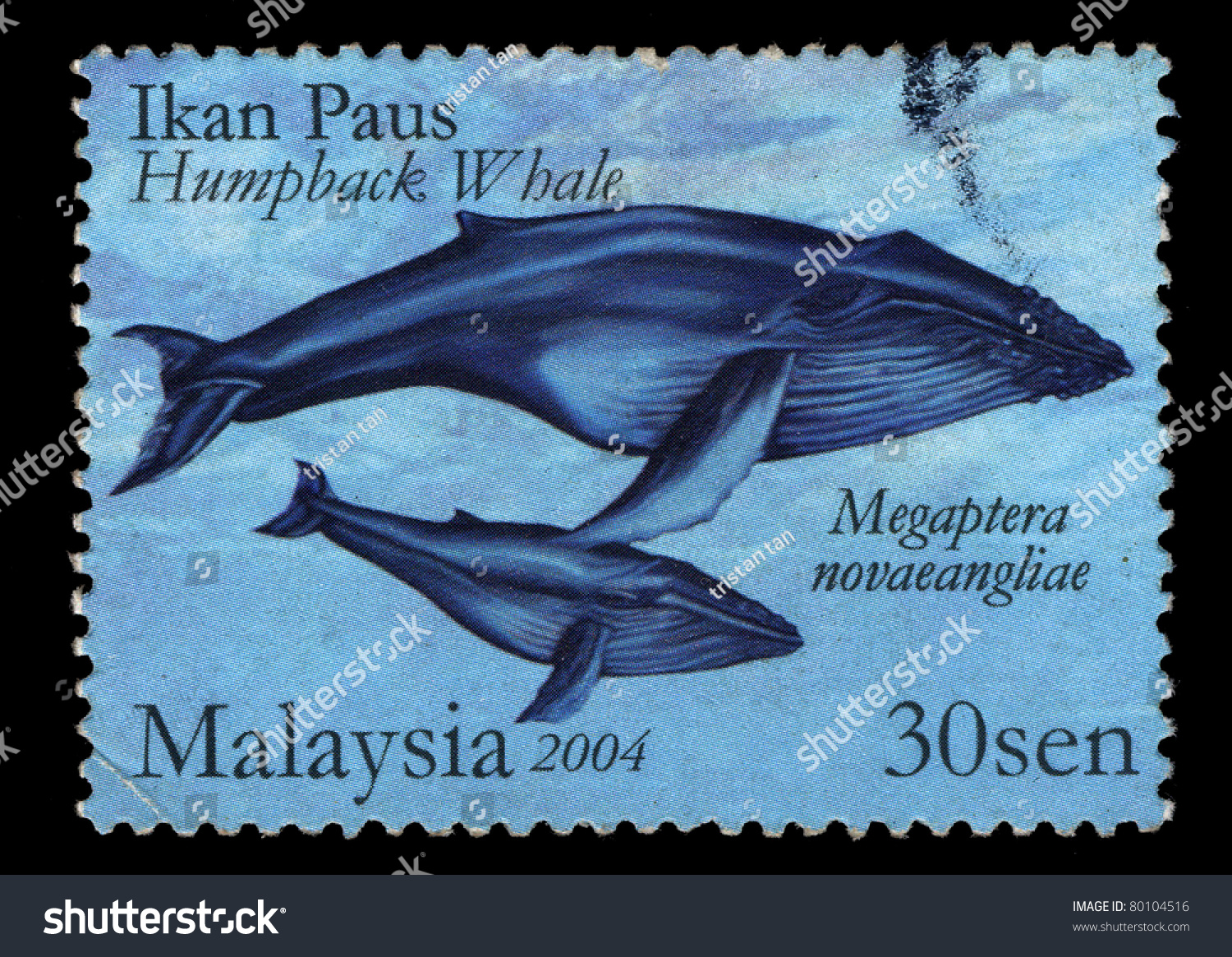 Detail Gambar Ikan Paus Nomer 31