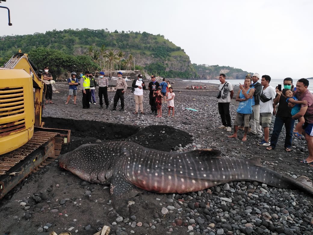 Detail Gambar Ikan Paus Menerkam Nomer 23