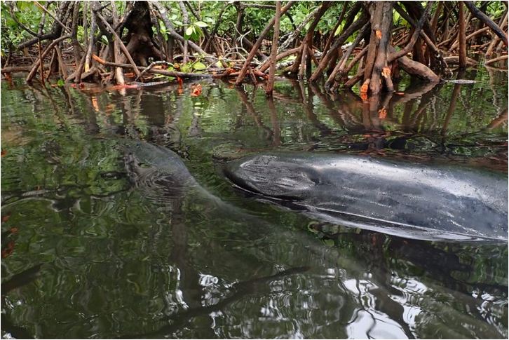 Detail Gambar Ikan Paus Menerkam Nomer 33