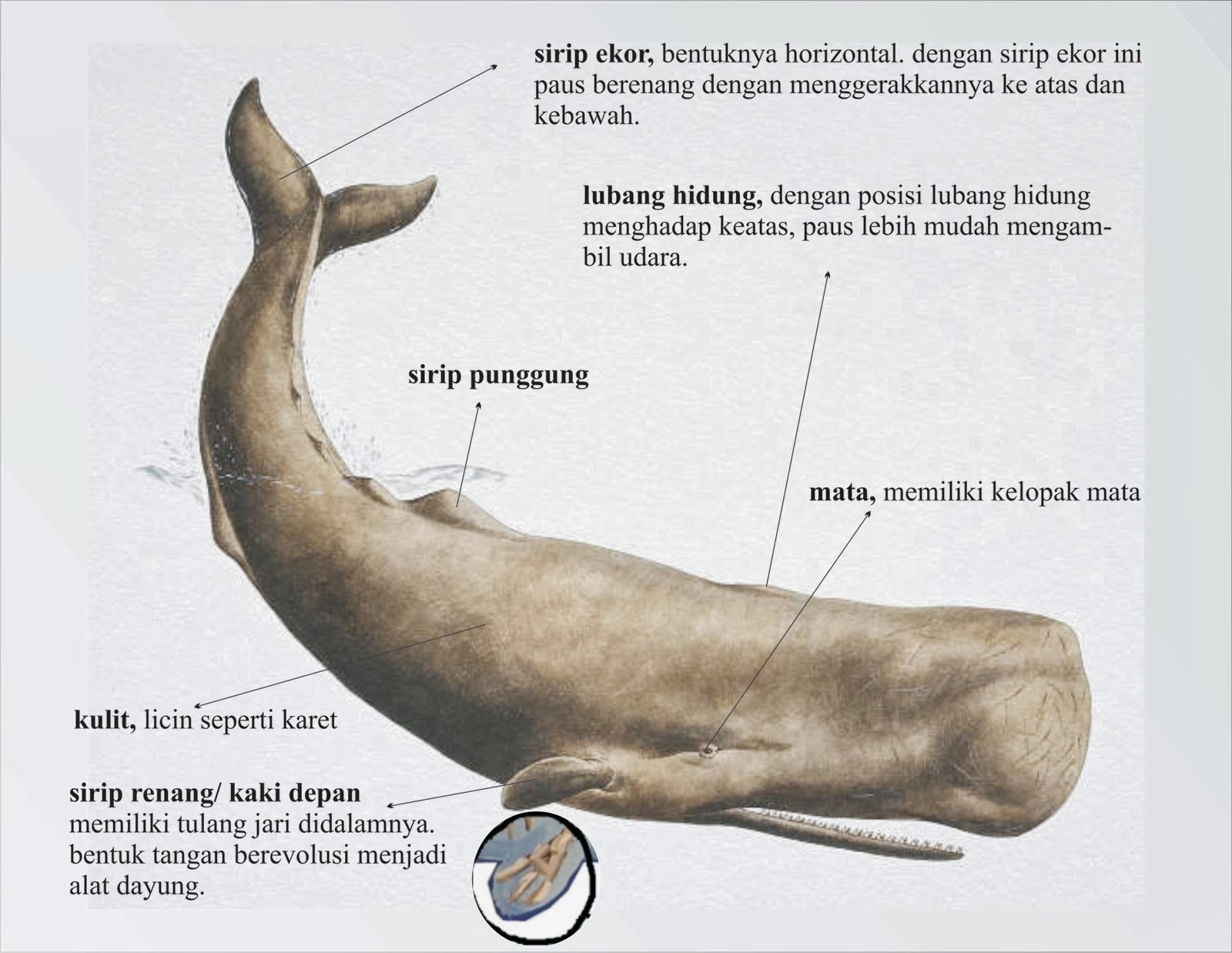 Detail Gambar Ikan Paus Serta Keterangan Lengkap Nomer 2