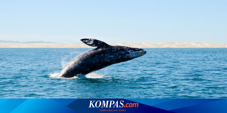 Detail Gambar Ikan Paus Serta Keterangan Lengkap Nomer 13