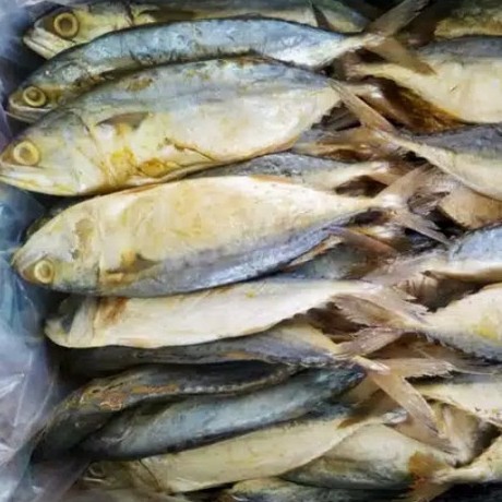 Detail Gambar Ikan Peda Nomer 19