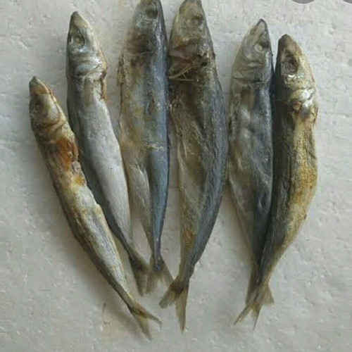 Detail Gambar Ikan Peda Nomer 40