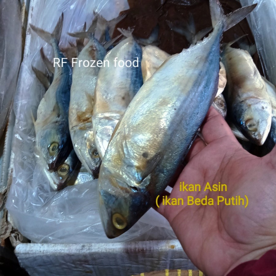 Detail Gambar Ikan Peda Kembung Nomer 29