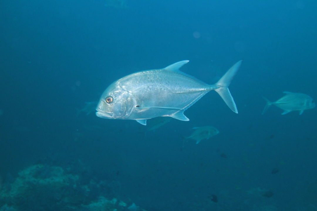 Detail Gambar Ikan Pelagis Kecil Nomer 14