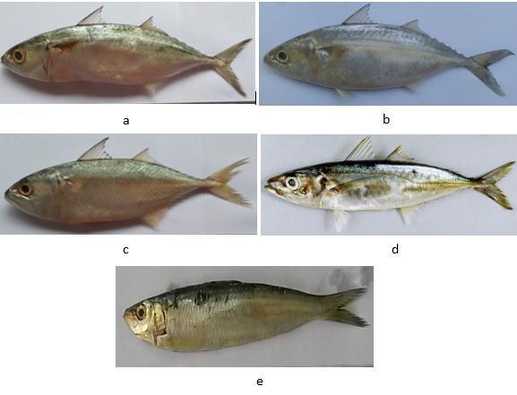 Detail Gambar Ikan Pelagis Kecil Nomer 16