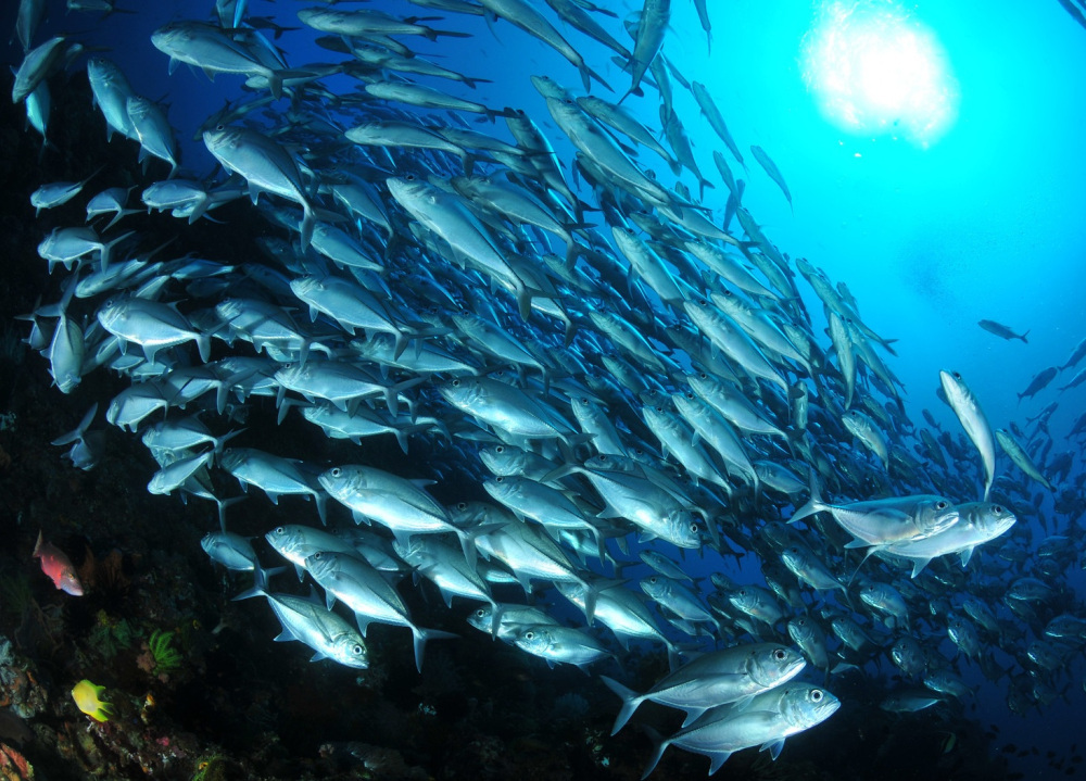 Detail Gambar Ikan Pelagis Kecil Nomer 8