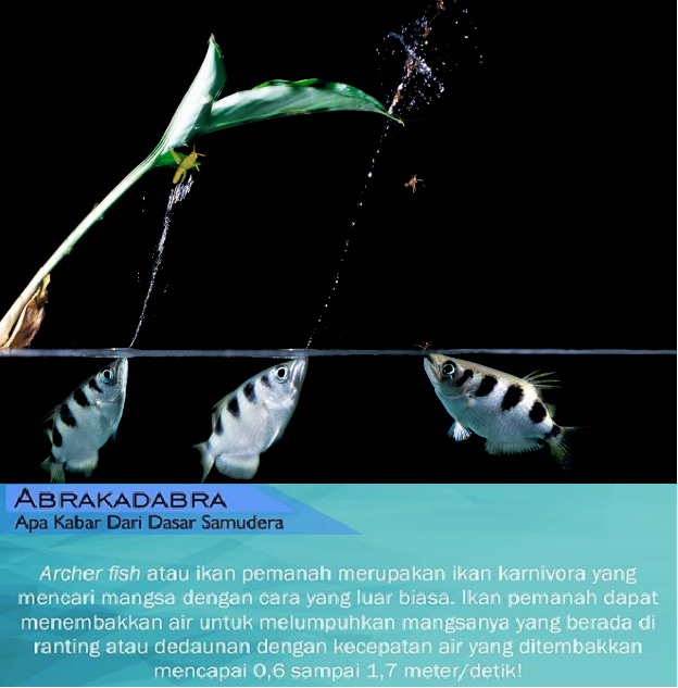 Detail Gambar Ikan Pemanah Nomer 41