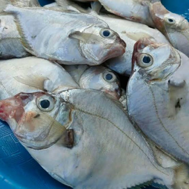 Download Gambar Ikan Pepetek Nomer 12