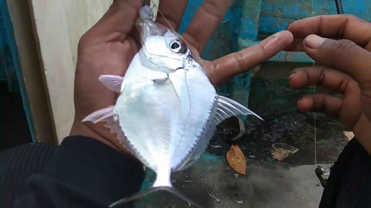 Detail Gambar Ikan Pepetek Nomer 14