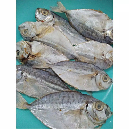 Detail Gambar Ikan Pepetek Nomer 20