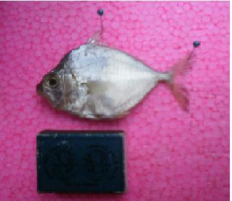 Detail Gambar Ikan Pepetek Nomer 28