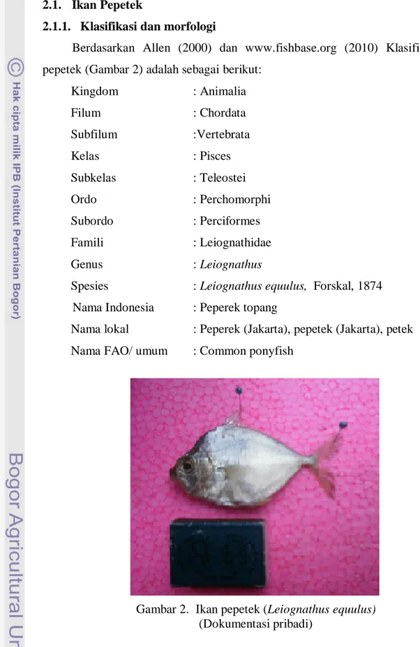 Detail Gambar Ikan Pepetek Nomer 29