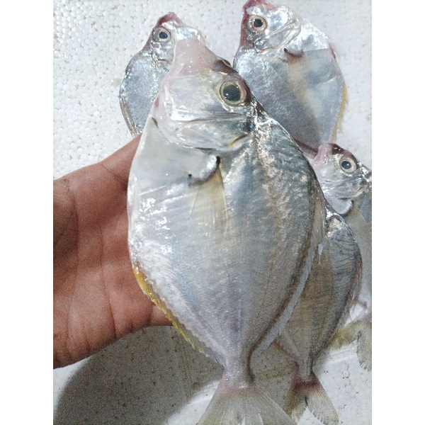 Detail Gambar Ikan Pepetek Nomer 30