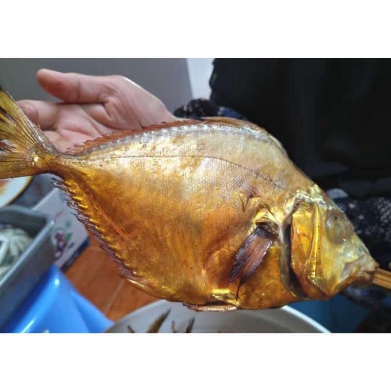 Detail Gambar Ikan Pepetek Nomer 40