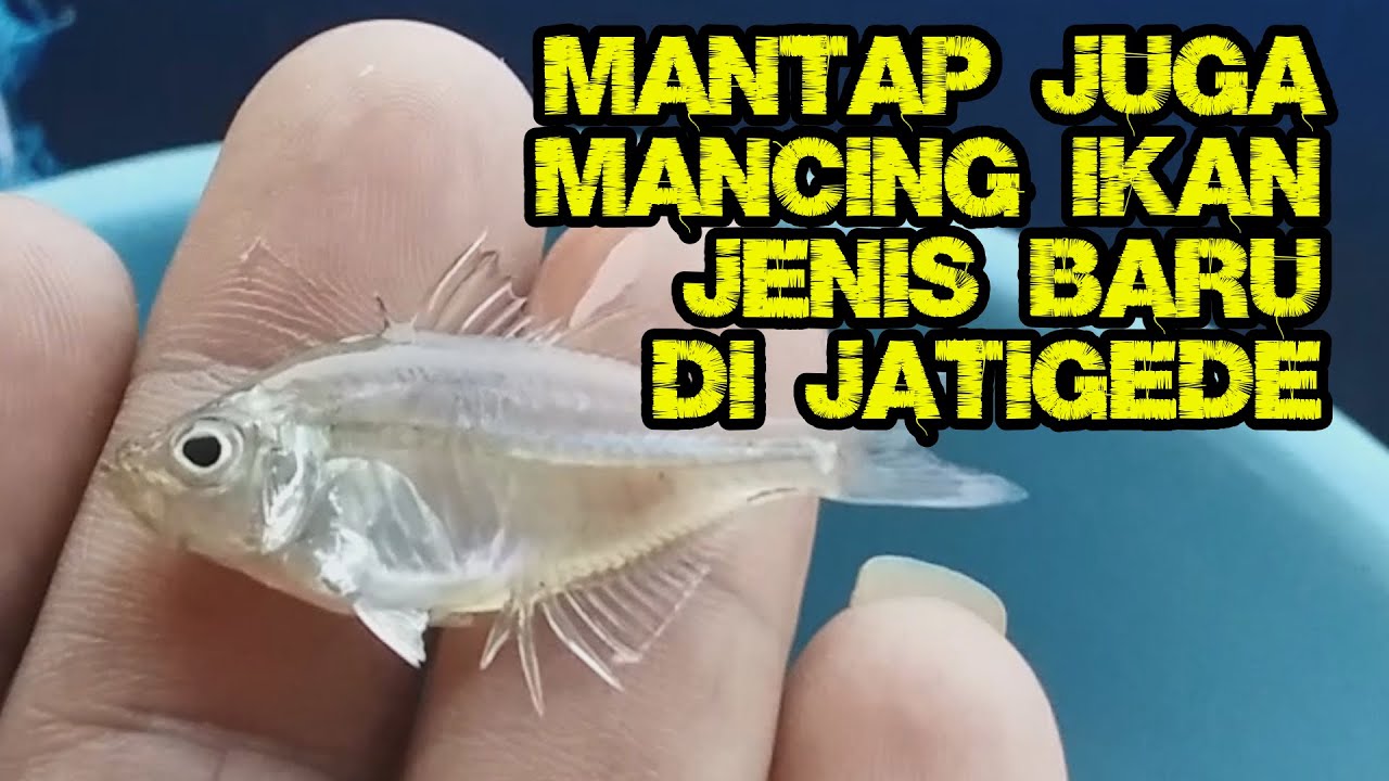 Detail Gambar Ikan Pepetek Nomer 42