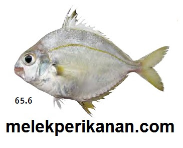 Detail Gambar Ikan Pepetek Nomer 49