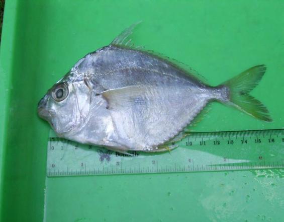 Detail Gambar Ikan Pepetek Nomer 52