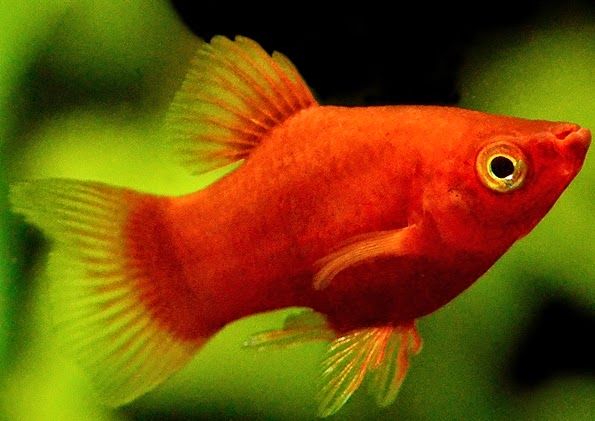 Detail Gambar Ikan Platy Nomer 2