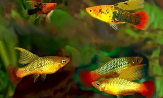 Detail Gambar Ikan Platy Nomer 14