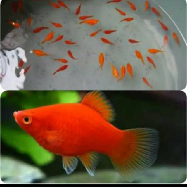 Detail Gambar Ikan Platy Nomer 15