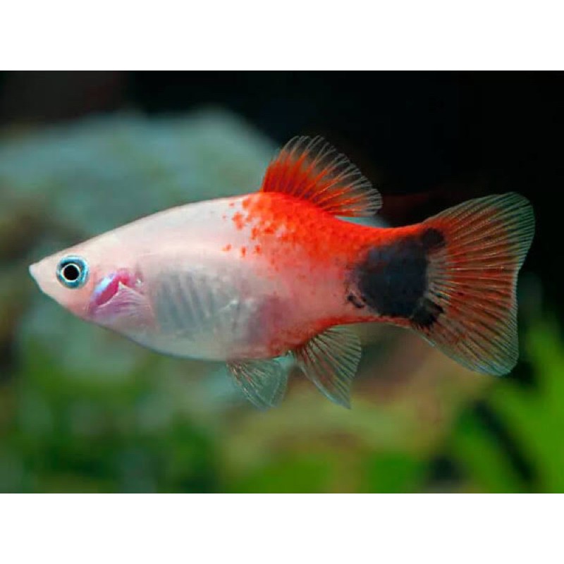 Detail Gambar Ikan Platy Nomer 19