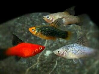 Detail Gambar Ikan Platy Nomer 21