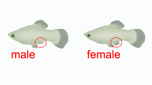 Detail Gambar Ikan Platy Nomer 24