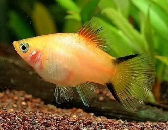 Detail Gambar Ikan Platy Nomer 31