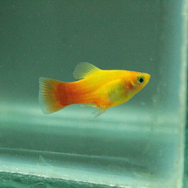 Detail Gambar Ikan Platy Nomer 34