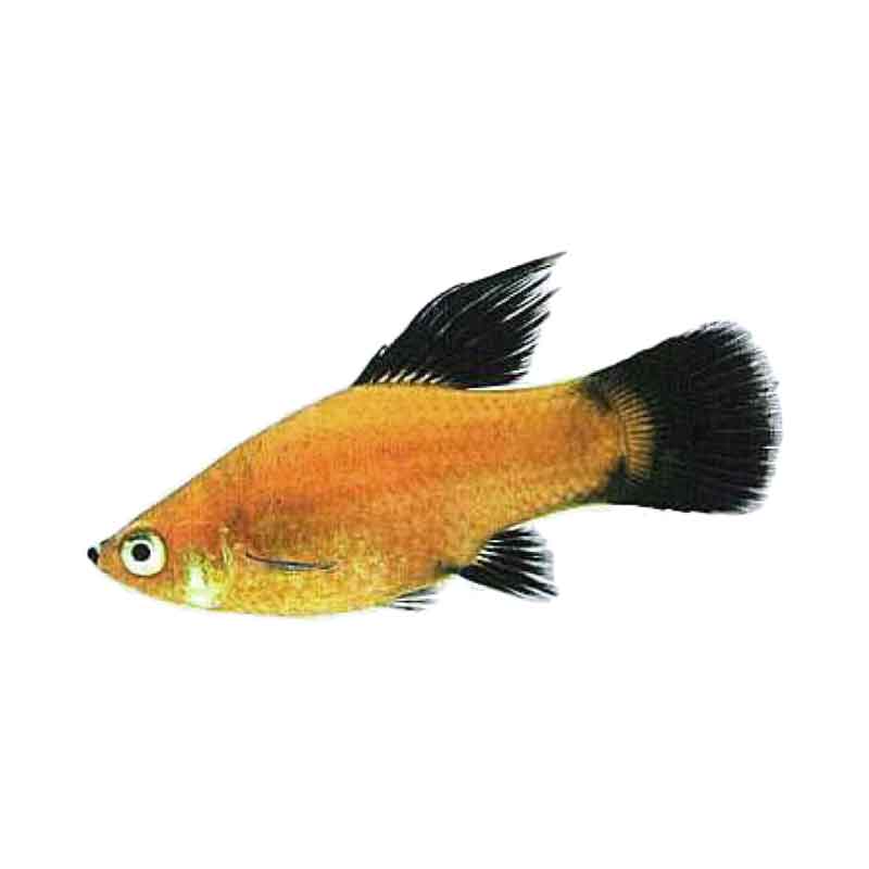 Detail Gambar Ikan Platy Nomer 37