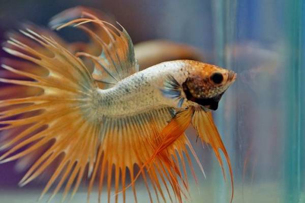 Detail Gambar Ikan Polos Tanpa Warna Nomer 21