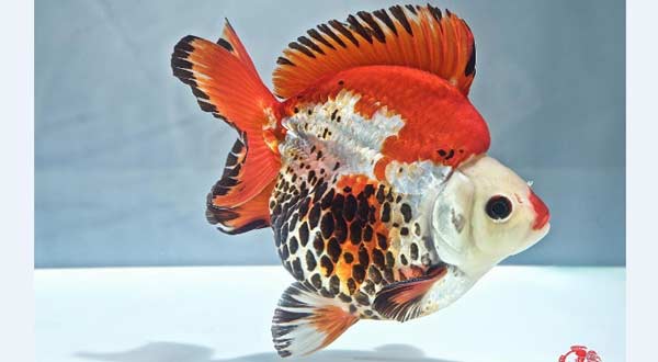 Detail Gambar Ikan Polos Tanpa Warna Nomer 22